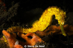 Seahorse at Ducomi pier. by Steve De Neef 